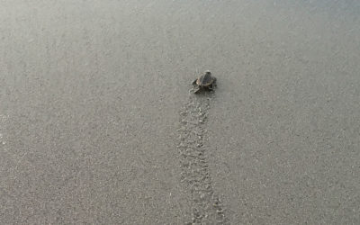 Giving Turtles a Crawling Chance