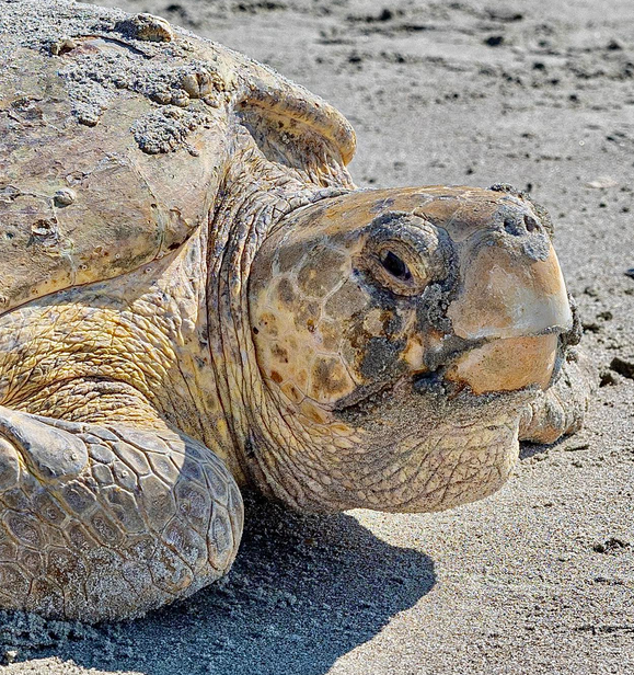 Sea Turtle Nest Inventory